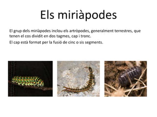 Els miriàpodes
El grup dels miriàpodes inclou els artròpodes, generalment terrestres, que
tenen el cos dividit en dos tagmes, cap i tronc.
El cap està format per la fusió de cinc o sis segments.
 
