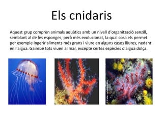 Els cnidaris
Aquest grup comprèn animals aquàtics amb un nivell d'organització senzill,
semblant al de les esponges, però més evolucionat, la qual cosa els permet
per exemple ingerir aliments més grans i viure en alguns casos lliures, nedant
en l'aigua. Gairebé tots viuen al mar, excepte certes espècies d'aigua dolça.
 