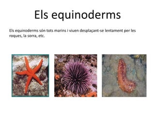 Els equinoderms
Els equinoderms són tots marins i viuen desplaçant-se lentament per les
roques, la sorra, etc.
 