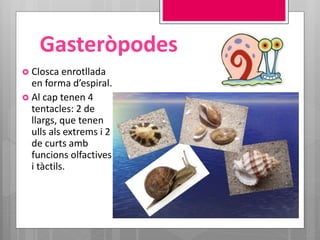 Gasteròpodes
 Closca enrotllada
en forma d’espiral.
 Al cap tenen 4
tentacles: 2 de
llargs, que tenen
ulls als extrems i 2
de curts amb
funcions olfactives
i tàctils.
 