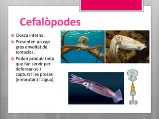 Cefalòpodes
 Closca interna.
 Presenten un cap
gros envoltat de
tentacles.
 Poden produir tinta
que fan servir per
defensar-se i
capturar les preses
(embrutant l’aigua).
 