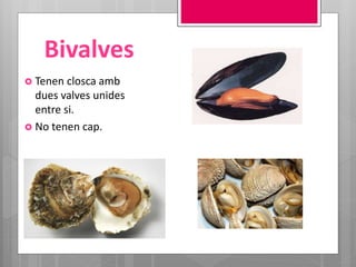 Bivalves
 Tenen closca amb
dues valves unides
entre si.
 No tenen cap.
 