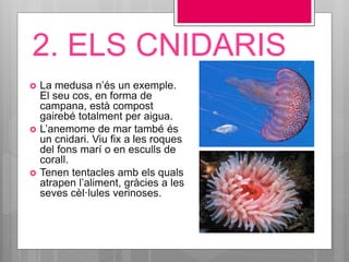 2. ELS CNIDARIS
 La medusa n’és un exemple.
El seu cos, en forma de
campana, està compost
gairebé totalment per aigua.
 L’anemome de mar també és
un cnidari. Viu fix a les roques
del fons marí o en esculls de
corall.
 Tenen tentacles amb els quals
atrapen l’aliment, gràcies a les
seves cèl·lules verinoses.
 