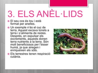3. ELS ANÈL·LIDS
 El seu cos és tou i està
format per anelles.
 Un exemple n’és el cuc de
terra. Aquest excava túnels a
terra i s’alimenta de restes.
Després, en expulsar els
excrements, aquests donen
terra nutrients a la terra. Són
molt beneficiosos per l’ésser
humà, ja que airegen i
enriqueixen els sòls.
 Els terrestres tenen respiració
cutània.
 