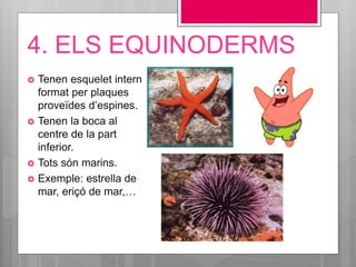 4. ELS EQUINODERMS
 Tenen esquelet intern
format per plaques
proveïdes d’espines.
 Tenen la boca al
centre de la part
inferior.
 Tots són marins.
 Exemple: estrella de
mar, eriçó de mar,…
 