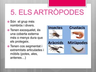 5. ELS ARTRÒPODES
 Són el grup més
nombrós i divers.
 Tenen exosquelet, és
una coberta externa
més o menys dura que
els protegeix.
 Tenen cos segmentat i
extremitats articulades i
mòbils (potes, ales,
antenes…)
 
