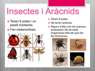 Insectes i Aràcnids
 Tenen 6 potes i un
parell d’antenes.
 Fan metamorfosis.
 Tenen 8 potes.
 No tenen antenes.
 Alguns d’ells com les aranyes
produeixen fils de seda
enganxosa amb els que fan
les teranyines.
 