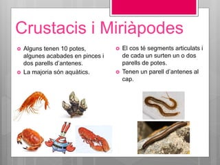 Crustacis i Miriàpodes
 Alguns tenen 10 potes,
algunes acabades en pinces i
dos parells d’antenes.
 La majoria són aquàtics.
 El cos té segments articulats i
de cada un surten un o dos
parells de potes.
 Tenen un parell d’antenes al
cap.
 