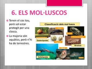 6. ELS MOL·LUSCOS
 Tenen el cos tou,
però sol estar
protegit per una
closca.
 La majoria són
aquàtics, però n’hi
ha de terrestres.
 