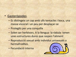 Gasteròpodes Es distingeix un cap amb ulls tentacles i boca, una massa visceral i un peu per desplaçar-se Protegits per una conquilla  Solen ser herbívors. A la llengua- la ràdula- tenen unes estructures dures que raspen l’aliment Reproducció sexual amb individus unisexuals o hermafrodites. Fecundació interna  