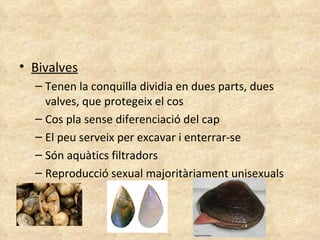 Bivalves Tenen la conquilla dividia en dues parts, dues valves, que protegeix el cos Cos pla sense diferenciació del cap El peu serveix per excavar i enterrar-se Són aquàtics filtradors Reproducció sexual majoritàriament unisexuals 