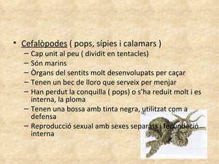 Cefalòpodes  ( pops, sípies i calamars ) Cap unit al peu ( dividit en tentacles)  Són marins Òrgans del sentits molt desenvolupats per caçar Tenen un bec de lloro que serveix per menjar Han perdut la conquilla ( pops) o s’ha reduit molt i es interna, la ploma Tenen una bossa amb tinta negra, utilitzat com a defensa Reproducció sexual amb sexes separats i fecundació interna 