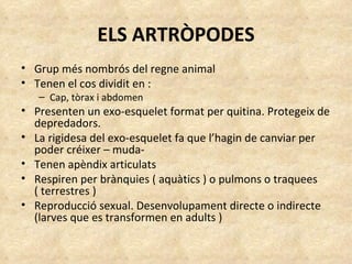 ELS ARTRÒPODES Grup més nombrós del regne animal Tenen el cos dividit en : Cap, tòrax i abdomen Presenten un exo-esquelet format per quitina. Protegeix de depredadors. La rigidesa del exo-esquelet fa que l’hagin de canviar per poder créixer – muda- Tenen apèndix articulats Respiren per brànquies ( aquàtics ) o pulmons o traquees ( terrestres ) Reproducció sexual. Desenvolupament directe o indirecte (larves que es transformen en adults ) 