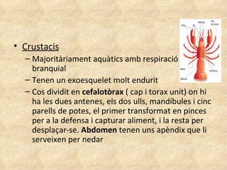 Crustacis Majoritàriament aquàtics amb respiració branquial Tenen un exoesquelet molt endurit Cos dividit en  cefalotòrax  ( cap i torax unit) on hi ha les dues antenes, els dos ulls, mandíbules i cinc parells de potes, el primer transformat en pinces per a la defensa i capturar aliment, i la resta per desplaçar-se.  Abdomen  tenen uns apèndix que li serveixen per nedar 