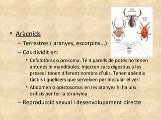 Aràcnids Terrestres ( aranyes, escorpins...) Cos dividit en: Cefalotòrax o prosoma. Té 4 parells de potes no tenen antenes ni mandíbules, injecten sucs digestius a les preses i tenen diferent nombre d’ulls. Tenen apèndix tàctils i quelícers que serveixen per inocular el verí Abdomen o opistosoma: en les aranyes hi ha uns orificis per fer la teranyina Reproducció sexual i desenvolupament directe 