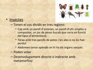 Insectes Tenen el cos dividit en tres regions: Cap amb un parell d’antenes, un parell d’ulls simples o compostos, un joc de peses bucals que varia en funció del tipus d’alimentació. Tòrax amb tres parells de potes i les ales si no les han perdut Abdomen sense apèndix on hi ha els òrgans sexuals Poden volar Desenvolupament directe o indirecte amb metamorfosi 