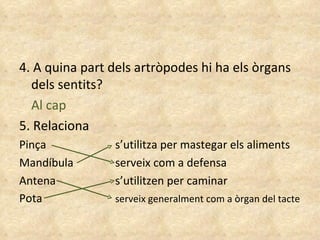 4. A quina part dels artròpodes hi ha els òrgans dels sentits? Al cap 5. Relaciona Pinça  s’utilitza per mastegar els aliments Mandíbula serveix com a defensa Antena s’utilitzen per caminar Pota serveix generalment com a òrgan del tacte 