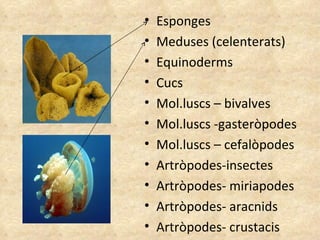 Esponges Meduses (celenterats) Equinoderms Cucs Mol.luscs – bivalves Mol.luscs -gasteròpodes Mol.luscs – cefalòpodes Artròpodes-insectes Artròpodes- miriapodes Artròpodes- aracnids Artròpodes- crustacis 
