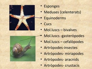 Esponges Meduses (celenterats) Equinoderms Cucs Mol.luscs – bivalves Mol.luscs -gasteròpodes Mol.luscs – cefalòpodes Artròpodes-insectes Artròpodes- miriapodes Artròpodes- aracnids Artròpodes- crustacis 