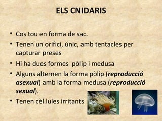 ELS CNIDARIS Cos tou en forma de sac. Tenen un orifici, únic, amb tentacles per capturar preses Hi ha dues formes  pòlip i medusa Alguns alternen la forma pòlip ( reproducció asexual ) amb la forma medusa ( reproducció sexual ).  Tenen cèl.lules irritants 