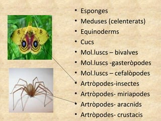Esponges Meduses (celenterats) Equinoderms Cucs Mol.luscs – bivalves Mol.luscs -gasteròpodes Mol.luscs – cefalòpodes Artròpodes-insectes Artròpodes- miriapodes Artròpodes- aracnids Artròpodes- crustacis 