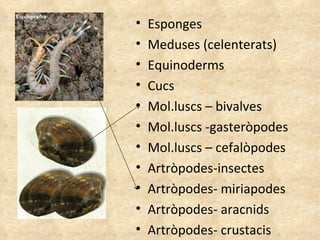 Esponges Meduses (celenterats) Equinoderms Cucs Mol.luscs – bivalves Mol.luscs -gasteròpodes Mol.luscs – cefalòpodes Artròpodes-insectes Artròpodes- miriapodes Artròpodes- aracnids Artròpodes- crustacis 