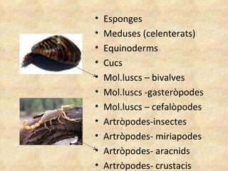 Esponges Meduses (celenterats) Equinoderms Cucs Mol.luscs – bivalves Mol.luscs -gasteròpodes Mol.luscs – cefalòpodes Artròpodes-insectes Artròpodes- miriapodes Artròpodes- aracnids Artròpodes- crustacis 