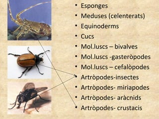 Esponges Meduses (celenterats) Equinoderms Cucs Mol.luscs – bivalves Mol.luscs -gasteròpodes Mol.luscs – cefalòpodes Artròpodes-insectes Artròpodes- miriapodes Artròpodes- aràcnids Artròpodes- crustacis 