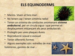 ELS EQUINODERMS Marins. Viuen al fons marí No tenen cap i tenen simetria radial Tenen un sistema de conductes anomenant  sistema ambulacral , per on circula aigua i que permet el desplaçament mitjançant els peus ambulacrals Protegits per unes plaques dures Reproducció sexual o asexual Tenen diferents formes Alguns exemples són: estrelles de mar,  holotúries, garotes de mar... 