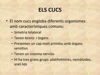 ELS CUCS El nom cucs engloba diferents organismes amb característiques comuns: Simetria bilateral Tenen teixits  i òrgans Presenten un cap molt primitiu amb òrgans sensitius  Tenen un sistema nerviós  Hi ha tres grans grups: platihelmints, nemàtodes, anèl.lids 