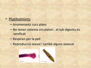 Platihelmints Anomenants cucs plans No tenen sistema circulatori , el tub digestiu es ramificat Respiren per la pell Reproducció sexual i també alguns asexual 
