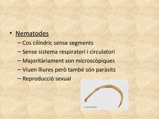 Nematodes Cos cilíndric sense segments Sense sistema respiratori i circulatori Majoritàriament son microscòpiques  Viuen lliures però també són paràsits Reproducció sexual  