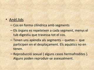 Anèl.lids Cos en forma cilíndrica amb segments Els òrgans es repeteixen a cada segment, menys el tub digestiu que travessa tot el cos. Tenen uns apèndix als segments – quetes –  que participen en el desplaçament. Els aquàtics no en tenen. Reproducció sexual ( alguns casos hermafrodites ). Alguns poden reproduir-se asexualment. 