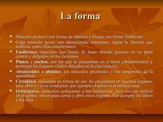 La formaLa forma
 MúsculoMúsculo pectoralpectoral con forma de abanico ycon forma de abanico y bícepsbíceps con forma fusiforme.con forma fusiforme.
 Cada músculo posee una determinada estructura, según la función queCada músculo posee una determinada estructura, según la función que
realicen, entre ellas encontramos:realicen, entre ellas encontramos:
 FusiformesFusiformes músculos con forma de huso. Siendo gruesos en su partemúsculos con forma de huso. Siendo gruesos en su parte
central y delgados en los extremos.central y delgados en los extremos.
 PlanosPlanos yy anchosanchos, son los que se encuentran en el tórax (abdominales), y, son los que se encuentran en el tórax (abdominales), y
protegen los órganos vitales ubicados en la caja torácica.protegen los órganos vitales ubicados en la caja torácica.
 Abanicoides o abanicoAbanicoides o abanico, los músculos pectorales o los temporales de la, los músculos pectorales o los temporales de la
mandíbula.mandíbula.
 CircularesCirculares, músculos en forma de aro. Se encuentran en muchos órganos,, músculos en forma de aro. Se encuentran en muchos órganos,
para abrir y cerrar conductos. por ejemplo el píloro o el orificio anal.para abrir y cerrar conductos. por ejemplo el píloro o el orificio anal.
 OrbicularesOrbiculares, músculos semejantes a los fusiformes, pero con un orificio, músculos semejantes a los fusiformes, pero con un orificio
en el centro, sirven para cerrar y abrir otros órganos. Por ejemplo los labiosen el centro, sirven para cerrar y abrir otros órganos. Por ejemplo los labios
y los ojosy los ojos
 