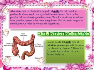 Ahora tenemos en el intestino delgado al quilo. En este túnel se
produce la absorción de la mayoría de los nutrientes. Como si las
paredes del intestino delgado fueran un filtro, los nutrientes atraviesan
estas paredes y pasan a los vasos sanguíneos. Una vez en la sangre, se
distribuyen por todas las células del organismo.




                                    Lo que queda del quilo pasa al
                                    intestino grueso, que está formado
                                    por el colon y el recto. Allí termina
                                    de producirse la absorción y se
                                    forman las heces.
 