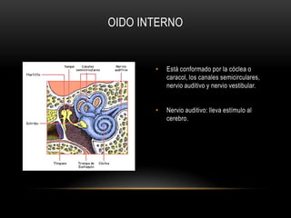Se conoce como laberinto y en él se realiza el registro de los cuatro aspectos del sonido (intensidad, duración, tono y timbre).Consiste en una cavidad llena de líquido, la onda  o vibraciones sonoras se convierten en impulsos nerviosos.OIDO INTERNO