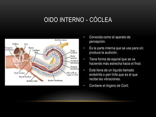 Estáconformadopor la cóclea o caracol, los canalessemicirculares, nervioauditivo y nervio vestibular.Nervioauditivo: llevaestímulo al cerebro.OIDO INTERNO