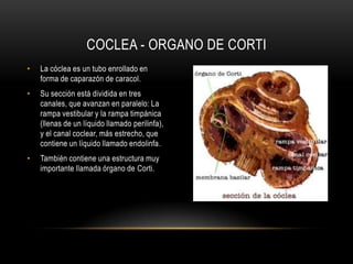 Conocida como el aparato de percepción.Es la parte interna que se usa para oír, produce la audición.Tiene forma de espiral que se va haciendo más estrecha hacia el final.Está llena de un liquido llamado endolinfa o peri linfa que es el que recibe las vibraciones.Contiene el órgano de Corti.OIDO INTERNO - CÓCLEA