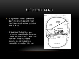La cóclea es un tubo enrollado en forma de caparazón de caracol.Su sección está dividida en tres canales, que avanzan en paralelo: La rampa vestibular y la rampa timpánica (llenas de un líquido llamado perilinfa), y el canal coclear, más estrecho, que contiene un líquido llamado endolinfa.También contiene una estructura muy importante llamada órgano de Corti.Coclea - Organo de corti