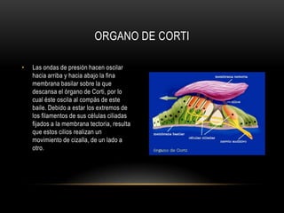 El órgano de Corti está fijado entre dos membranas: la basilar (sobre la que descansa) y la tectoria (que viene a ser el techo).El órgano de Corti contiene unas células muy especializadas, llamadas ciliadas, caracterizadas por tener unos filamentos (cilios) capaces de excitarse con las vibraciones y convertirlas en impulsos eléctricosOrgano de corti