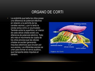 Las ondas de presión hacen oscilar hacia arriba y hacia abajo la fina membrana basilar sobre la que descansa el órgano de Corti, por lo cual éste oscila al compás de este baile. Debido a estar los extremos de los filamentos de sus células ciliadas fijados a la membrana tectoria, resulta que estos cilios realizan un movimiento de cizalla, de un lado a otro.Organo de corti