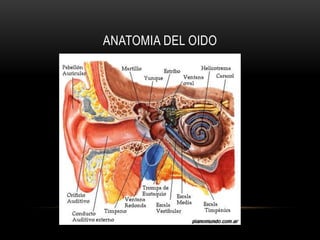 La endolinfa que baña los cilios posee una diferencia de potencial eléctrico en relación a la perilinfa de los canales vecinos, y por lo tanto la cóclea actúa como un acumulador. También entre la superficie y el interior de cada célula ciliada existe una diferencia de potencial eléctrico. Todo ello más el movimiento de cizalla de los cilios provoca que las células ciliadas se exciten generando impulsos eléctricos que circulan por sus axones. Los diferentes axones se unen para formar el nervio auditivo, que transporta estos impulsos al cerebro.Organo de corti