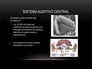 ANATOMIA DEL OIDO