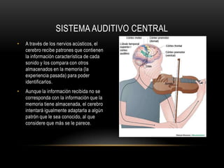 El sistemaauditivo central estáformadopor:Las 30.000 neuronas que conforman el nervios auditivos y se encargan de transmitir los impulsos eléctricos al cerebro para su procesamiento.Los sectores de nuestro cerebro dedicados a la audición.SISTEMA AUDITIVO CENTRAL