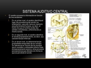 A través de los nervios acústicos, el cerebro recibe patrones que contienen la información característica de cada sonido y los compara con otros almacenados en la memoria (la experiencia pasada) para poder identificarlos.Aunque la información recibida no se corresponda con la información que la memoria tiene almacenada, el cerebro intentará igualmente adaptarla a algún patrón que le sea conocido, al que considere que más se le parece.SISTEMA AUDITIVO CENTRAL