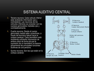 La vía auditiva aferente es el camino que recorre el impulso que se genera en la base de la célula ciliada hasta llegar a la corteza cerebral. Se le reconocen varias etapas:Primera neurona: Tiene su cuerpo celular en el ganglio espiral o de Corti, su prolongación periférica viene desde la base de las células ciliadas, especialmente de las internas. La prolongación central llega a hacer sinapsis con las neuronas de los núcleos cocleares del bulbo.Segunda neurona: Tiene su cuerpo celular en los núcleos dorsal y ventrodorsal auditivos. Sigue varios caminos, algunas células envían sus prolongaciones ipsi y contralaterales a través de la cinta de Reil a los colículos inferiores, otras también ipsi como contralateral hacen un camino similar pero haciendo estación antes en el complejo olivar superior. Desde aquí se conectan con otros núcleos que pertenecen a nervios implicados en reflejos provocados por estímulos acústicos como podría ser el auropalpebral.SISTEMA AUDITIVO CENTRAL