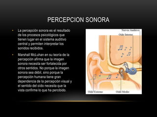 El sonido entra por el pabellón auricular, pasa por el CAE hasta chocar con la membrana timpánica, esta emite una vibración que llega a la cadena oscicular (huesecillos: yunque, estribo y martillo). Esta vibración llega la caracol y de éste al nervio auditivo, llevando la sensación al cerebro el cual da un significado a ese estímulo.PROCESO DE AUDICION