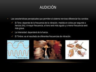 AUDICIÓNLas características perceptuales que permiten al sistema nervioso diferenciar los sonidos:El Tono: depende de la frecuencia de la vibración, medida en ciclos por segundo o hercios (Hz). A mayor frecuencia, el tono será más agudo y a menor frecuencia será más grave. 