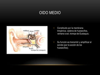 Parte visible, compuesto por el pabellón auricular y el conducto auditivo externo (CAE)Su función es conductora y protege el oído medio.El CAE es el canal por el que llegan los sonidos desde el exterior al oído medio, su función es protegerlo.Dentro del CAE están unas glándulas lubricante que secretan el cerumen, que junto con los pelos sirven de protección contra cuerpos extraños.OIDO EXTERNO