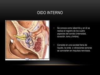Constituidopor la membranatimpánica, cadena de huesecillos, ventana oval, trompa de Eustaquio.Su función es transmitir y amplificar el sonido (por la acción de los huesecillos).OIDO MEDIO
